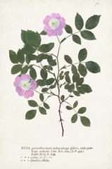 Nature Printed Botanicals X