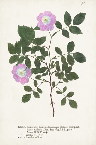 Nature Printed Botanicals X