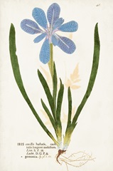 Nature Printed Botanicals XI