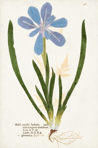 Nature Printed Botanicals XI