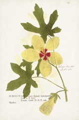 Nature Printed Botanicals XII