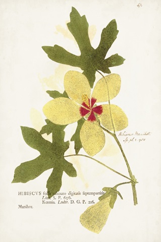 Nature Printed Botanicals XII