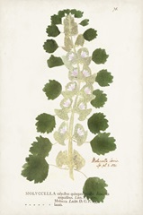 Nature Printed Ferns I