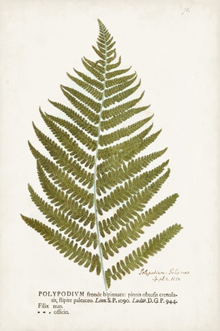 Nature Printed Ferns II