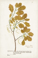 Nature Printed Ferns III