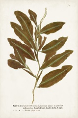 Nature Printed Ferns IV