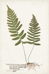 Nature Printed Ferns IX