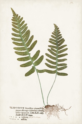 Nature Printed Ferns IX