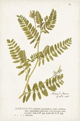Nature Printed Ferns V