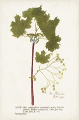 Nature Printed Ferns VI