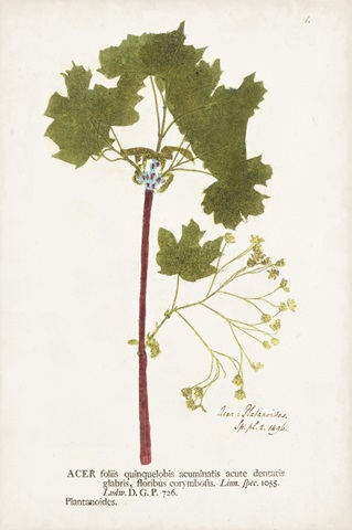 Nature Printed Ferns VI