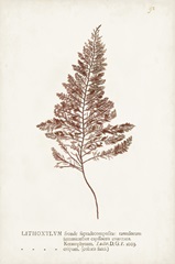 Nature Printed Ferns VIII