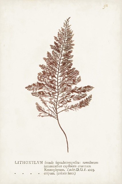 Nature Printed Ferns VIII