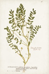 Nature Printed Ferns X