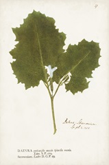 Nature Printed Ferns XI