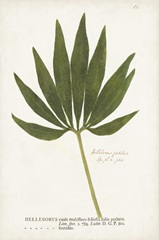 Nature Printed Ferns XII