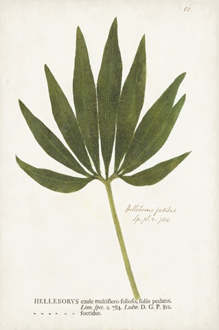 Nature Printed Ferns XII