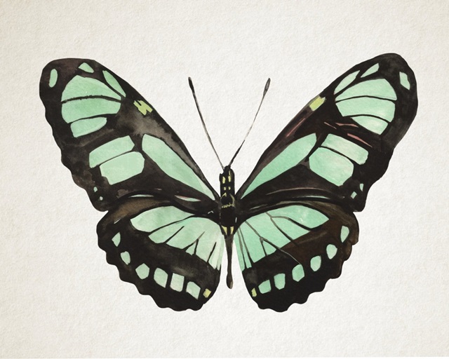 Mint Butterfly II