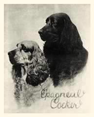 B&W Epagneul Cocker