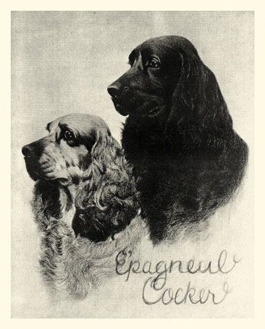 B&W Epagneul Cocker