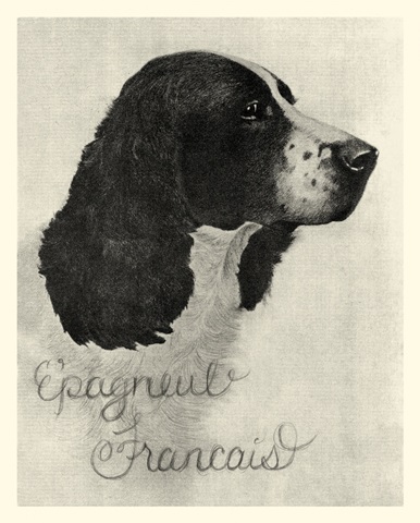 B&W Epagneul Francais