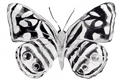 Monochrome Wings Whole II