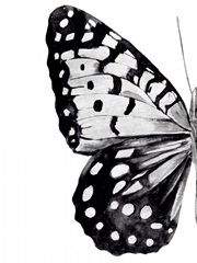 Monochrome Wings I