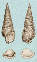 Sepia & Aqua Shells I