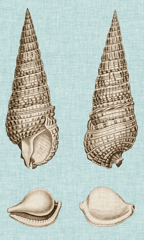Sepia & Aqua Shells I