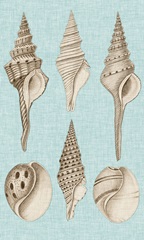Sepia & Aqua Shells II