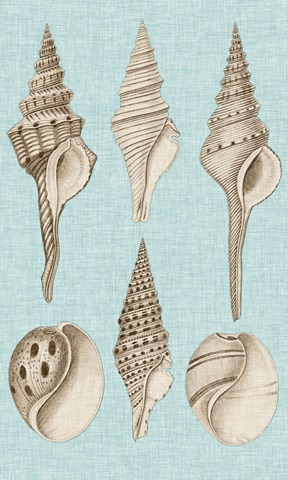 Sepia & Aqua Shells II