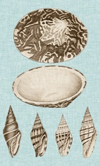 Sepia & Aqua Shells III