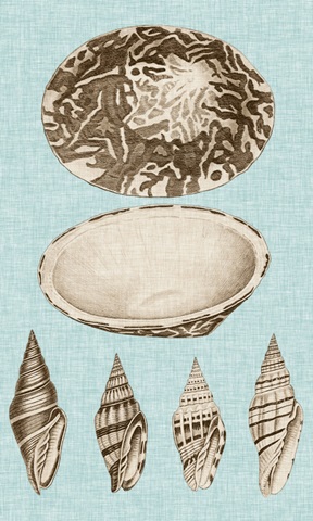Sepia & Aqua Shells III