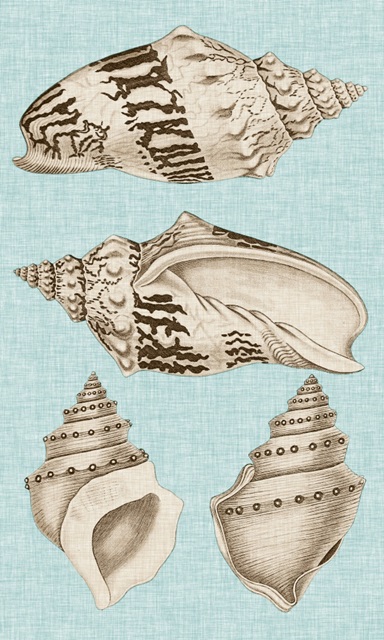 Sepia & Aqua Shells IV