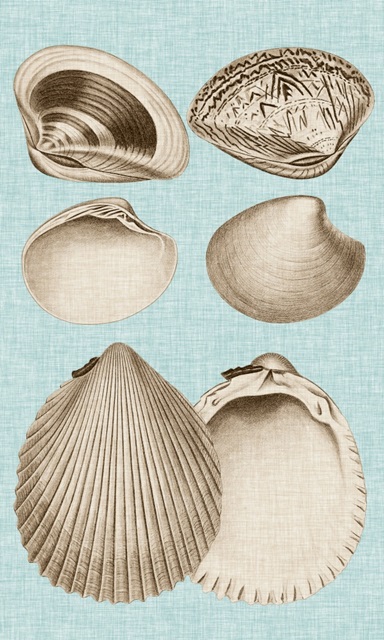 Sepia & Aqua Shells IX