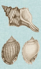 Sepia & Aqua Shells V