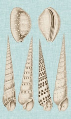 Sepia & Aqua Shells VI