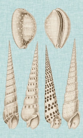 Sepia & Aqua Shells VI