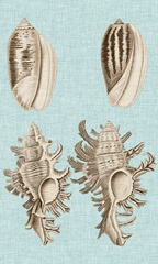 Sepia & Aqua Shells VII