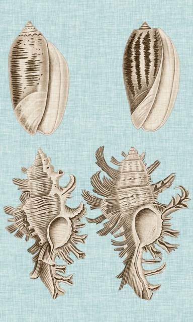 Sepia & Aqua Shells VII