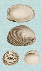 Sepia & Aqua Shells VIII