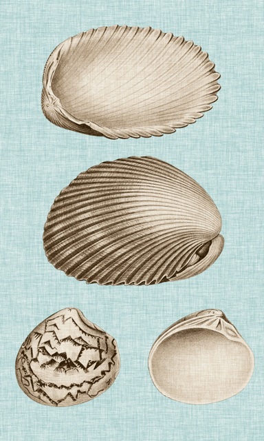 Sepia & Aqua Shells VIII