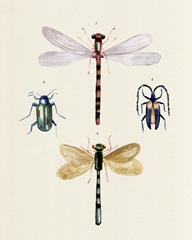 Insect Varieties I