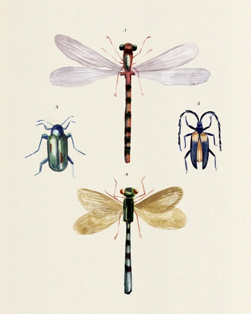 Insect Varieties I