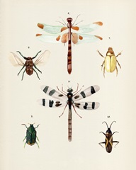 Insect Varieties II