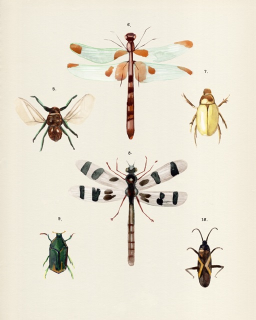 Insect Varieties II