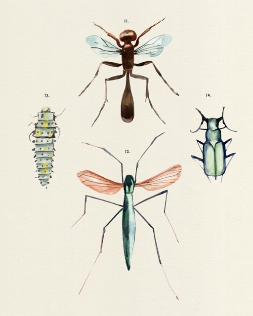 Insect Varieties III