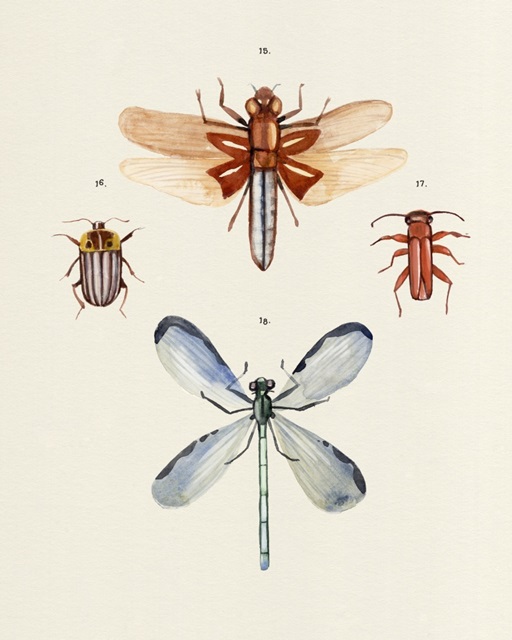 Insect Varieties IV