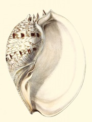 Splendid Shells I