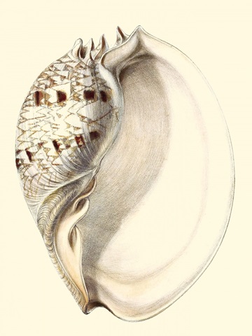 Splendid Shells I